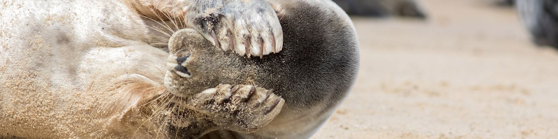 A seal, lying on its side, covers its eyes with its paws.